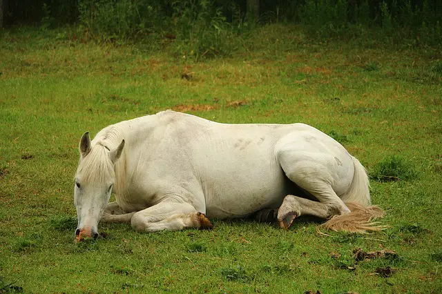 Why Do Horses Lay Down