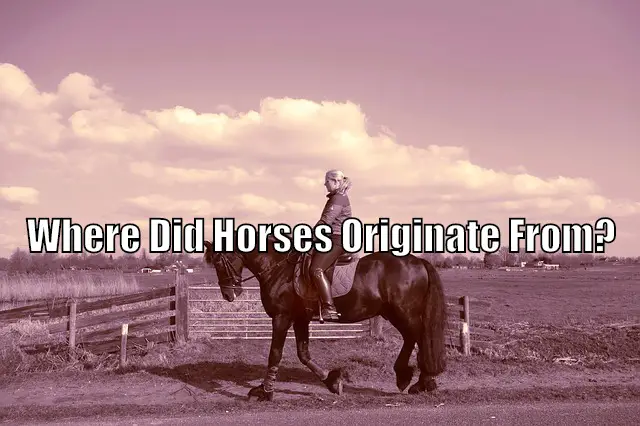 where did horses originate from