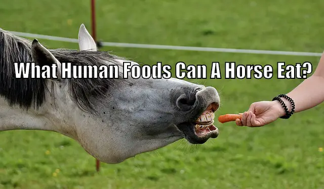 what human foods can horse eat