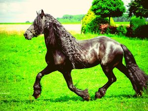 friesan horse 